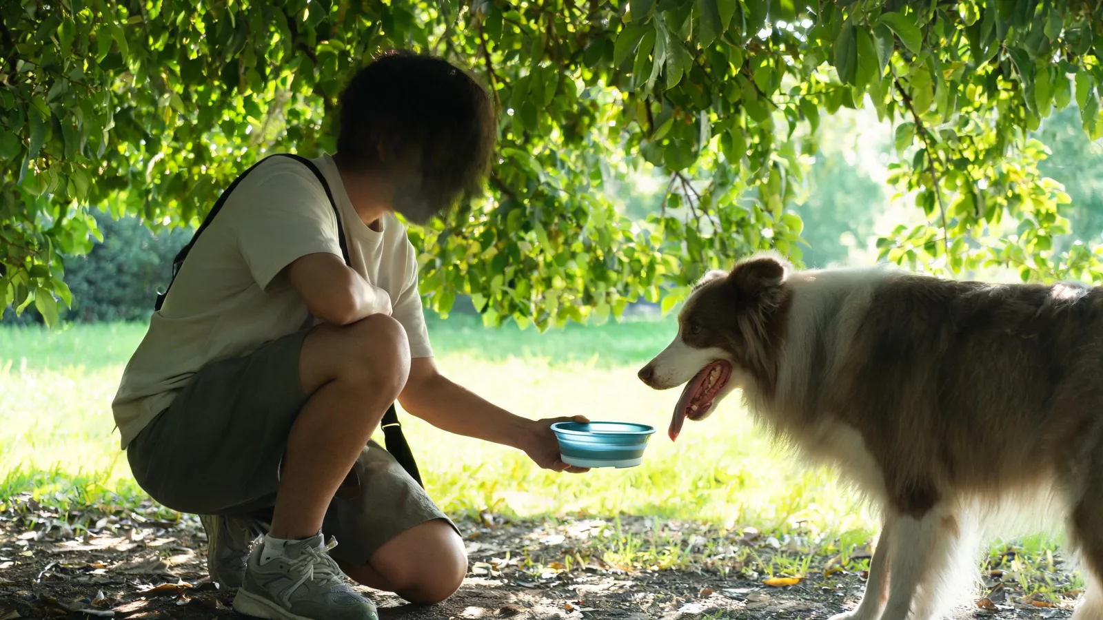 Illustrative image: a dog walker offering water from a collapsible bowl to a dog in the shade on a hot day.